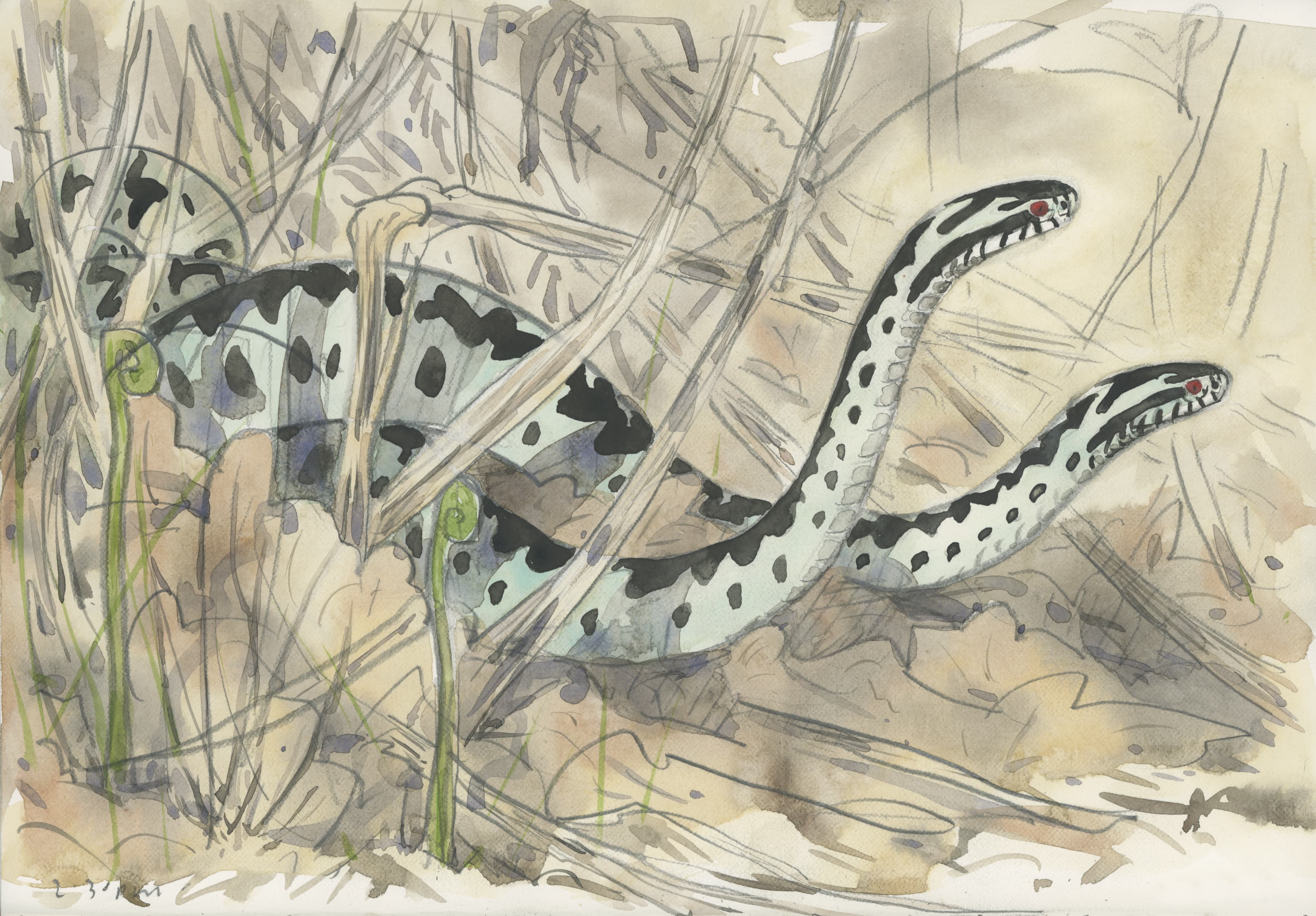 Wrestling adders, plein air watercolour, North Devon, 2024