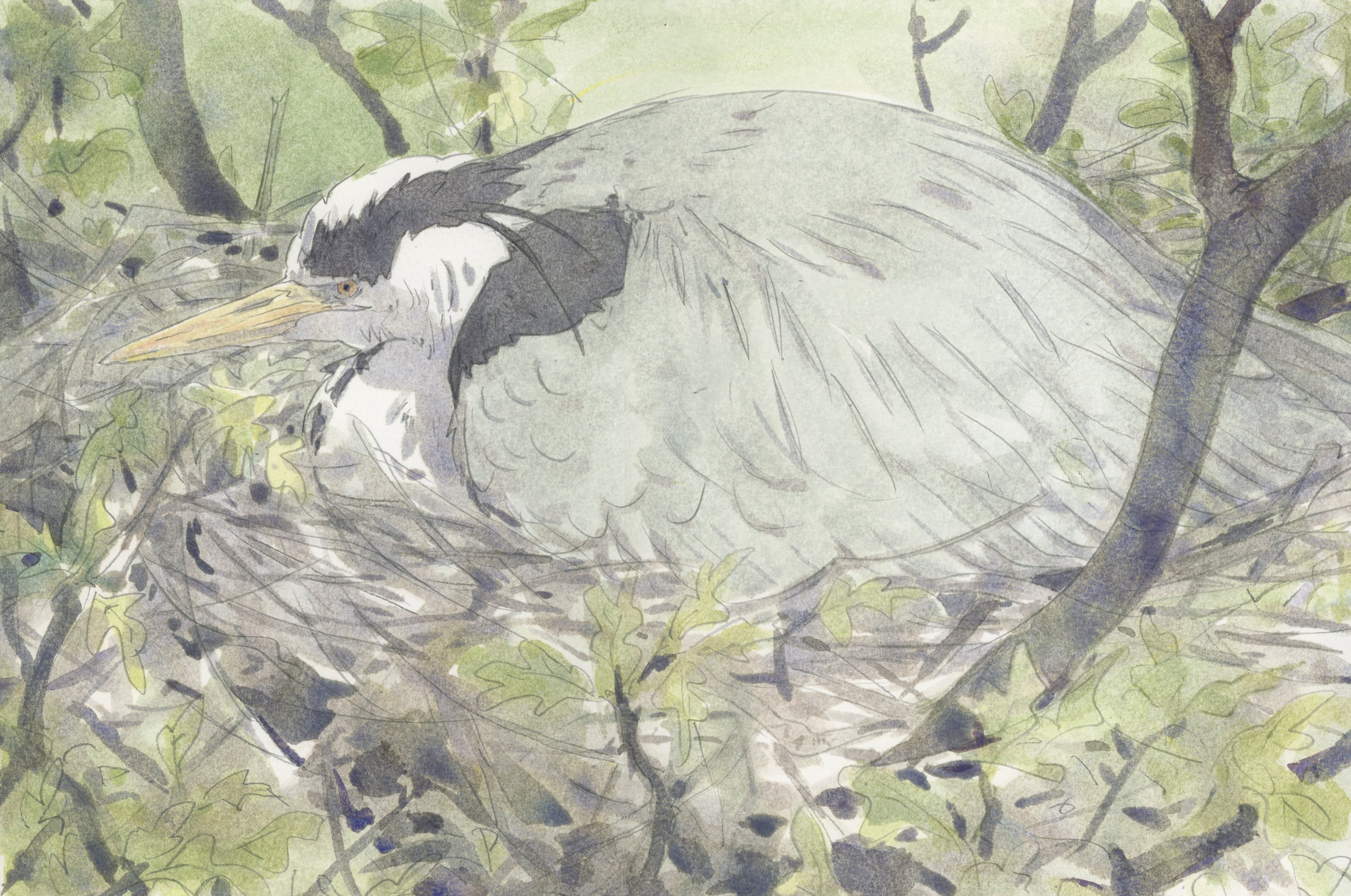 Nesting grey heron, watercolour field study, North Devon, 2025