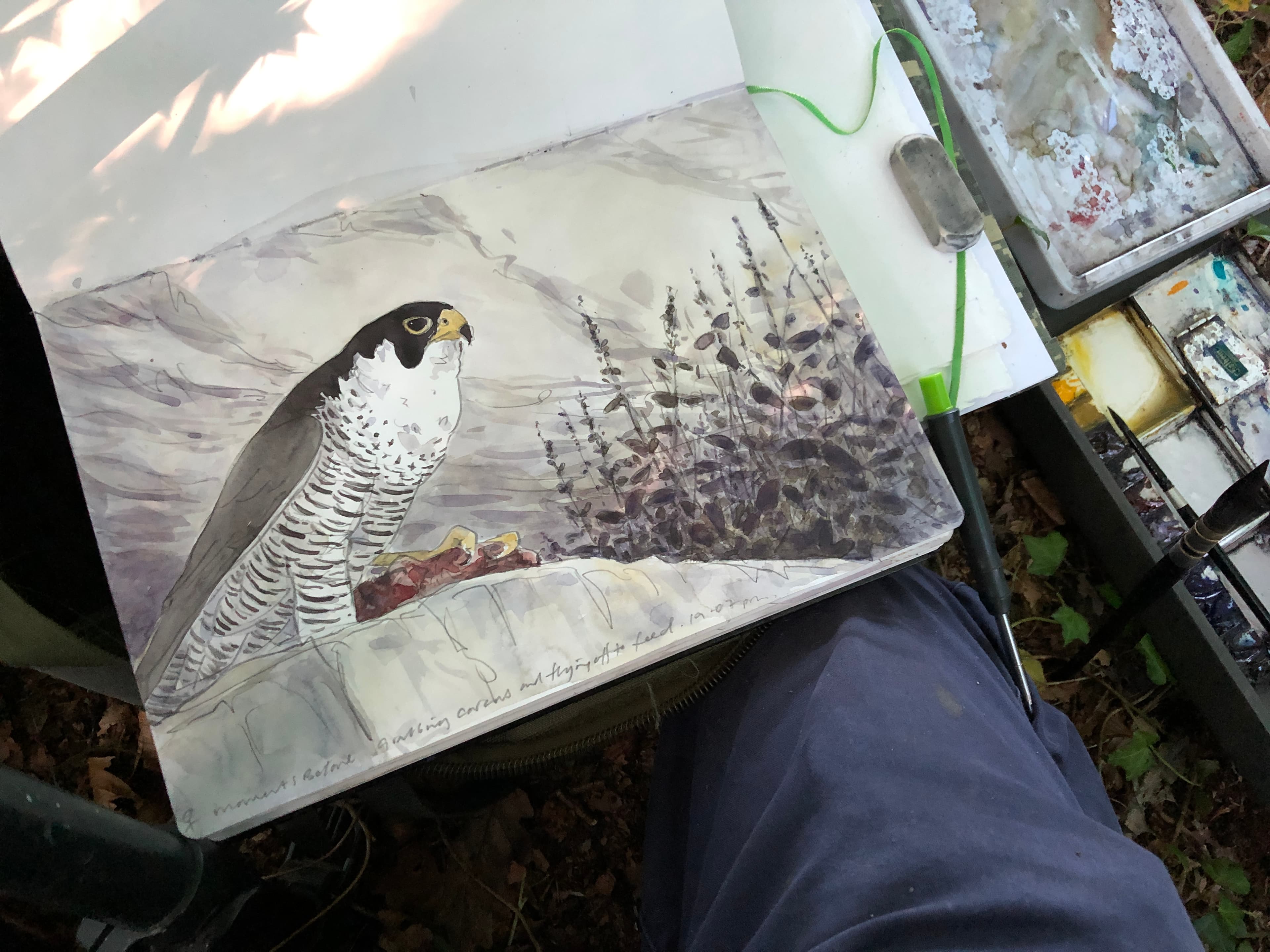 Peregrine falcon watercolour painted from life, North Devon, 2024