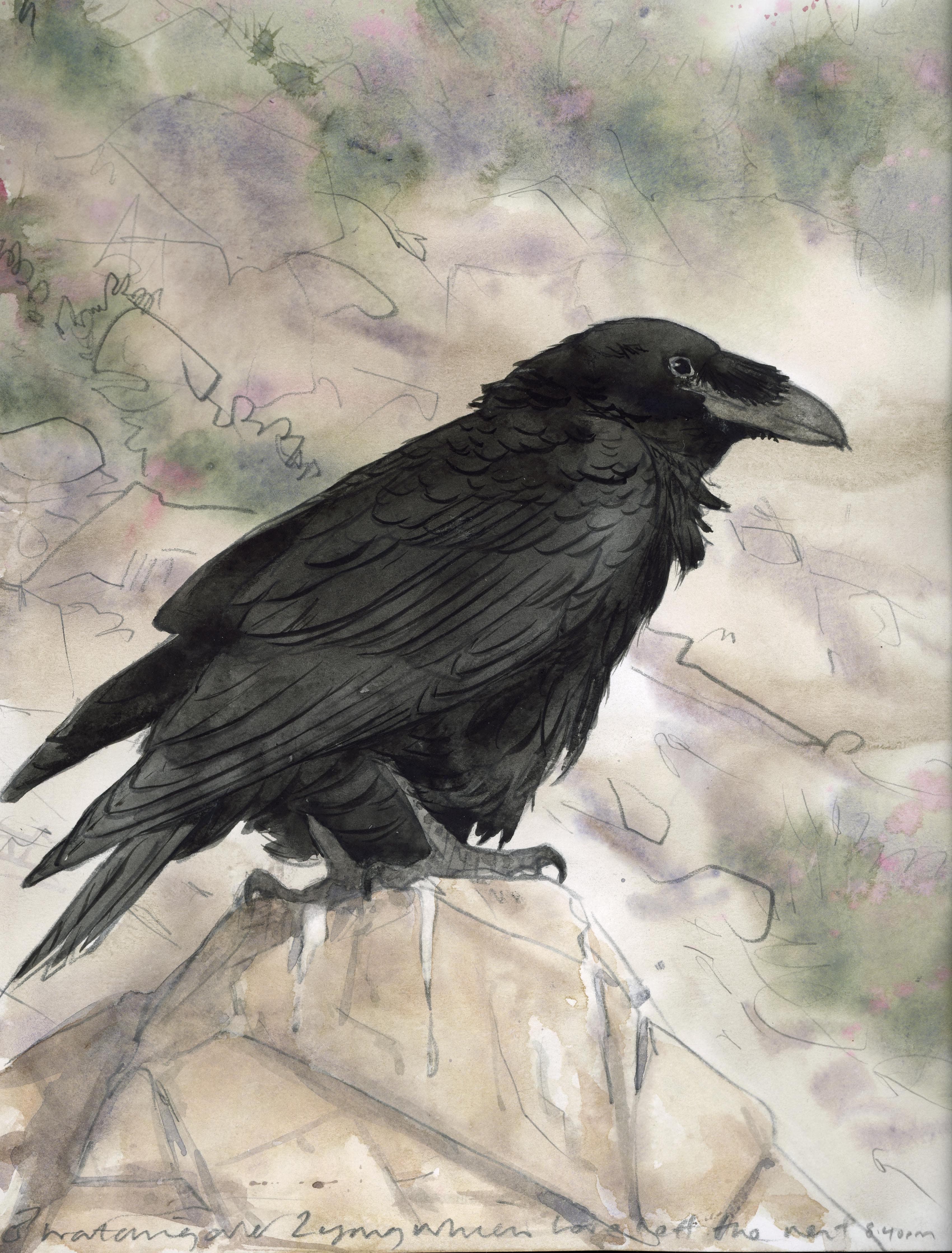 Female raven watercolour painted from life, North Devon, 2021