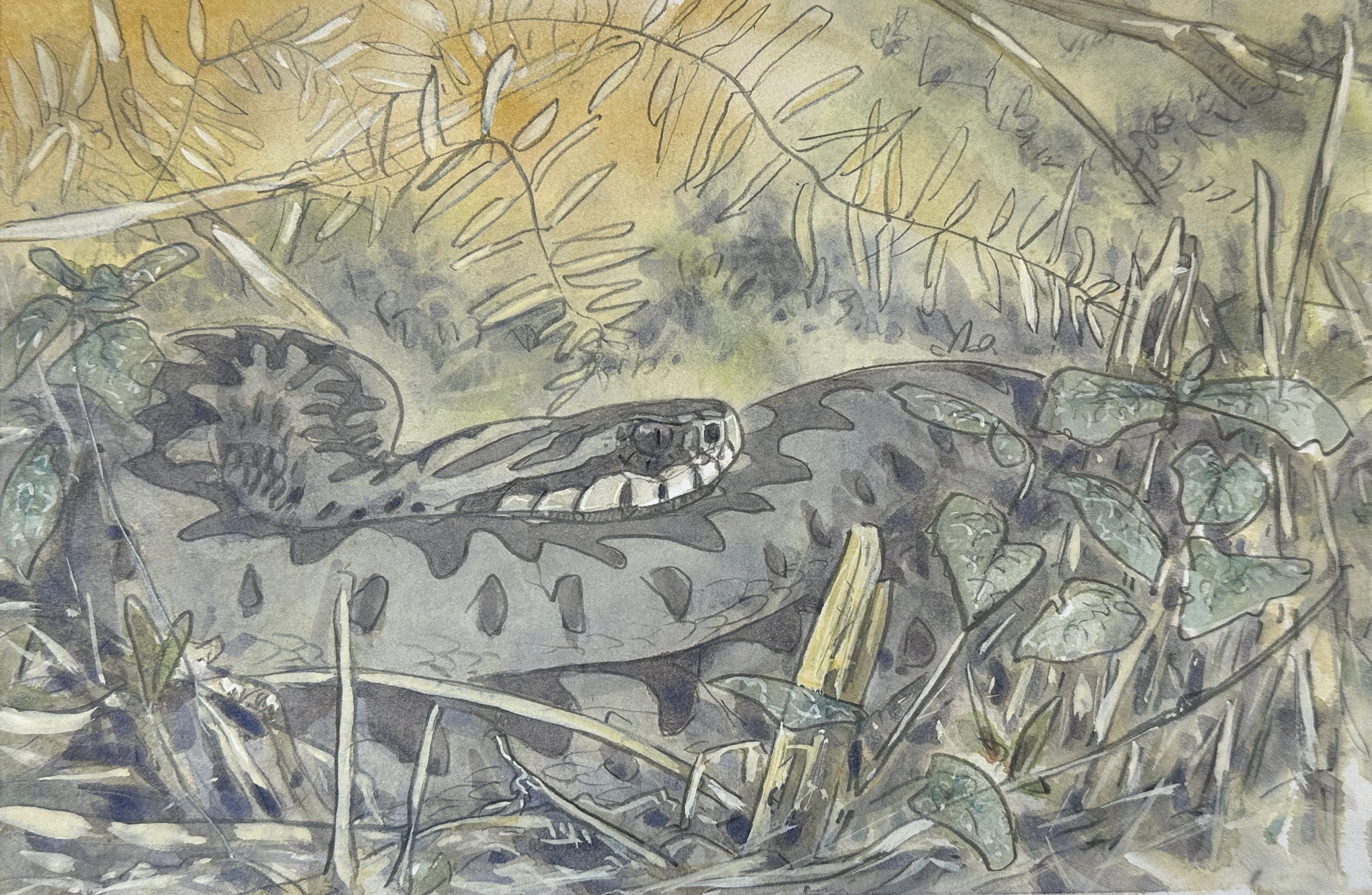 Coiled adder watercolour painted from life, North Devon, 2022