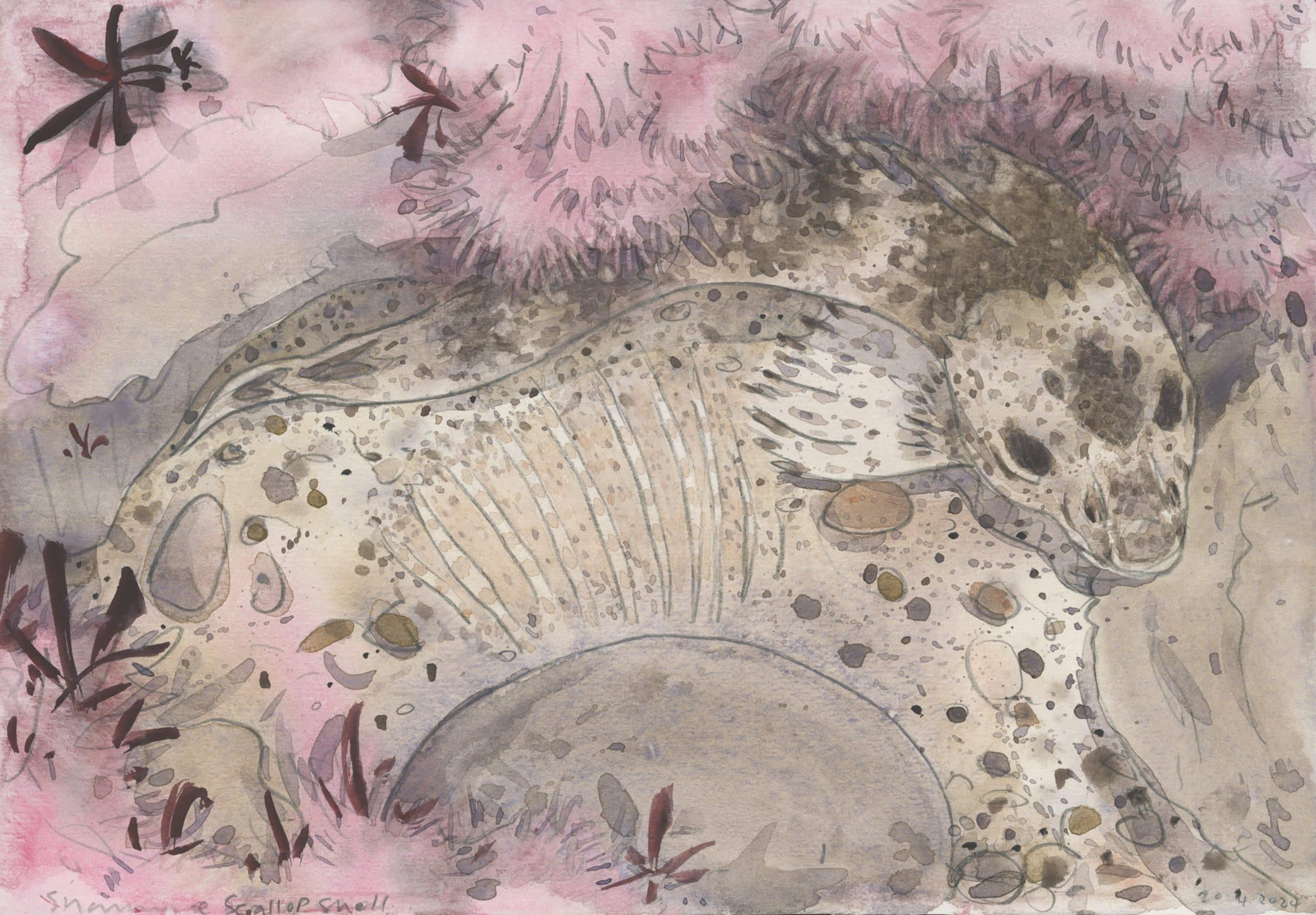 Shanny (blenny) watercolour field study, North Devon rockpool, 2025