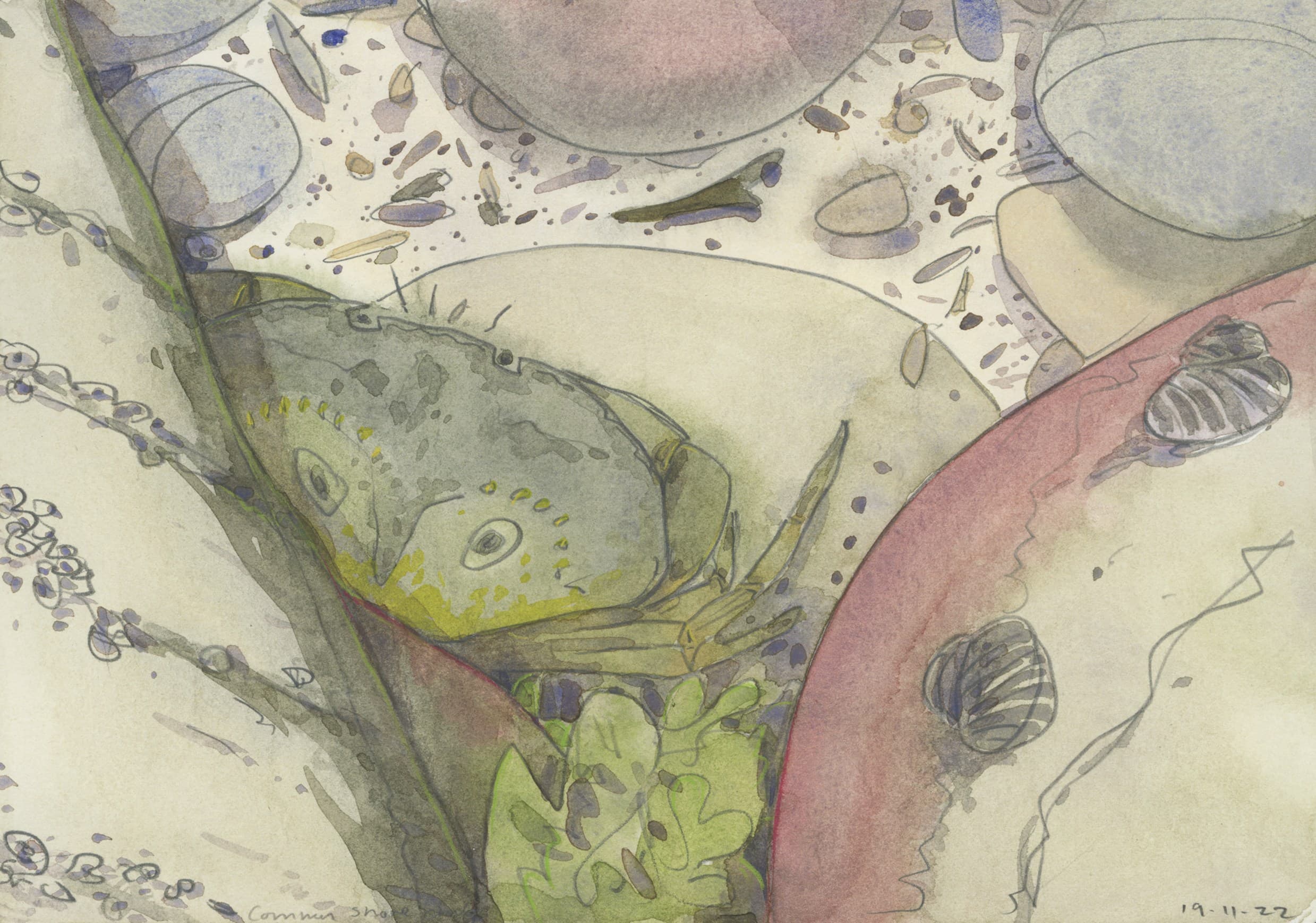 Green shore crab watercolour field study, North Devon, 2022