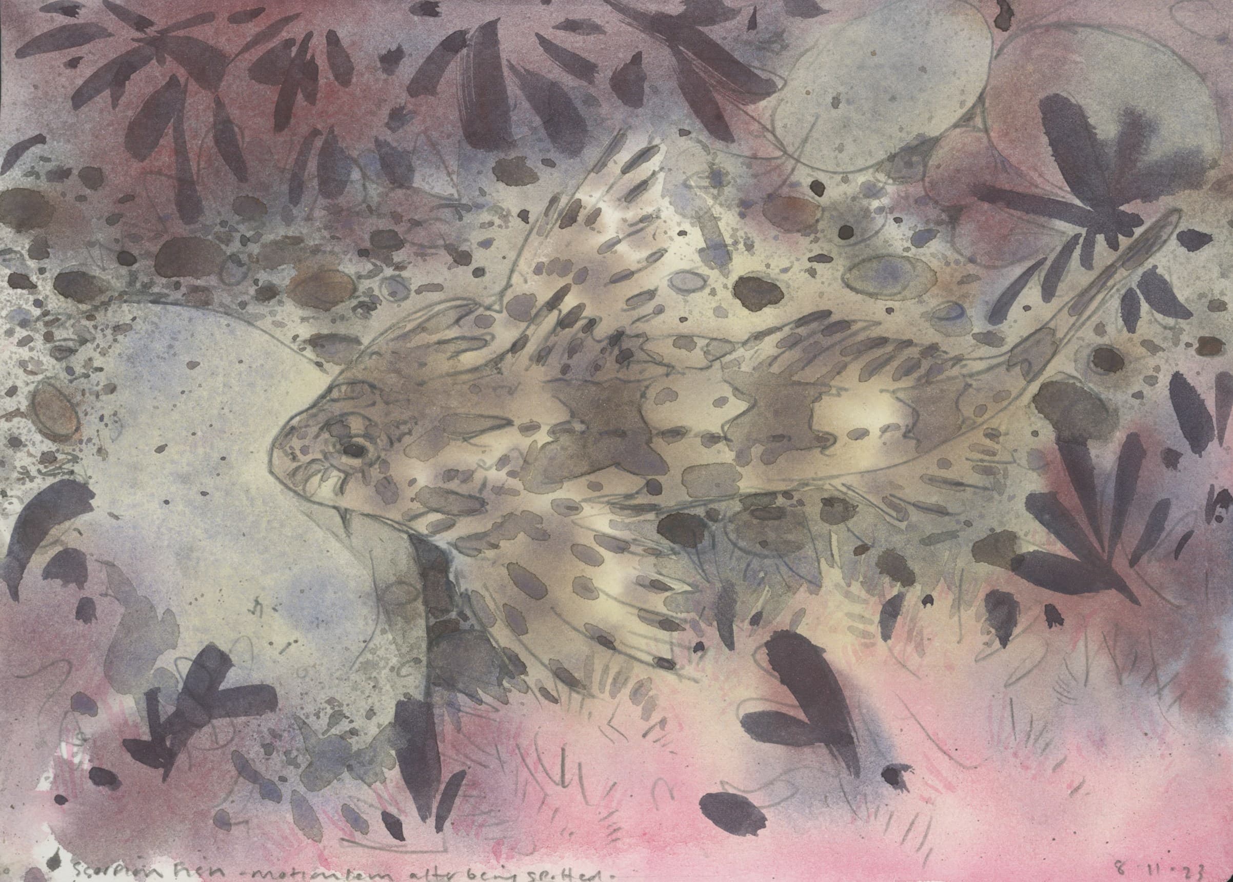 Scorpion fish watercolour field study, North Devon coast, 2023