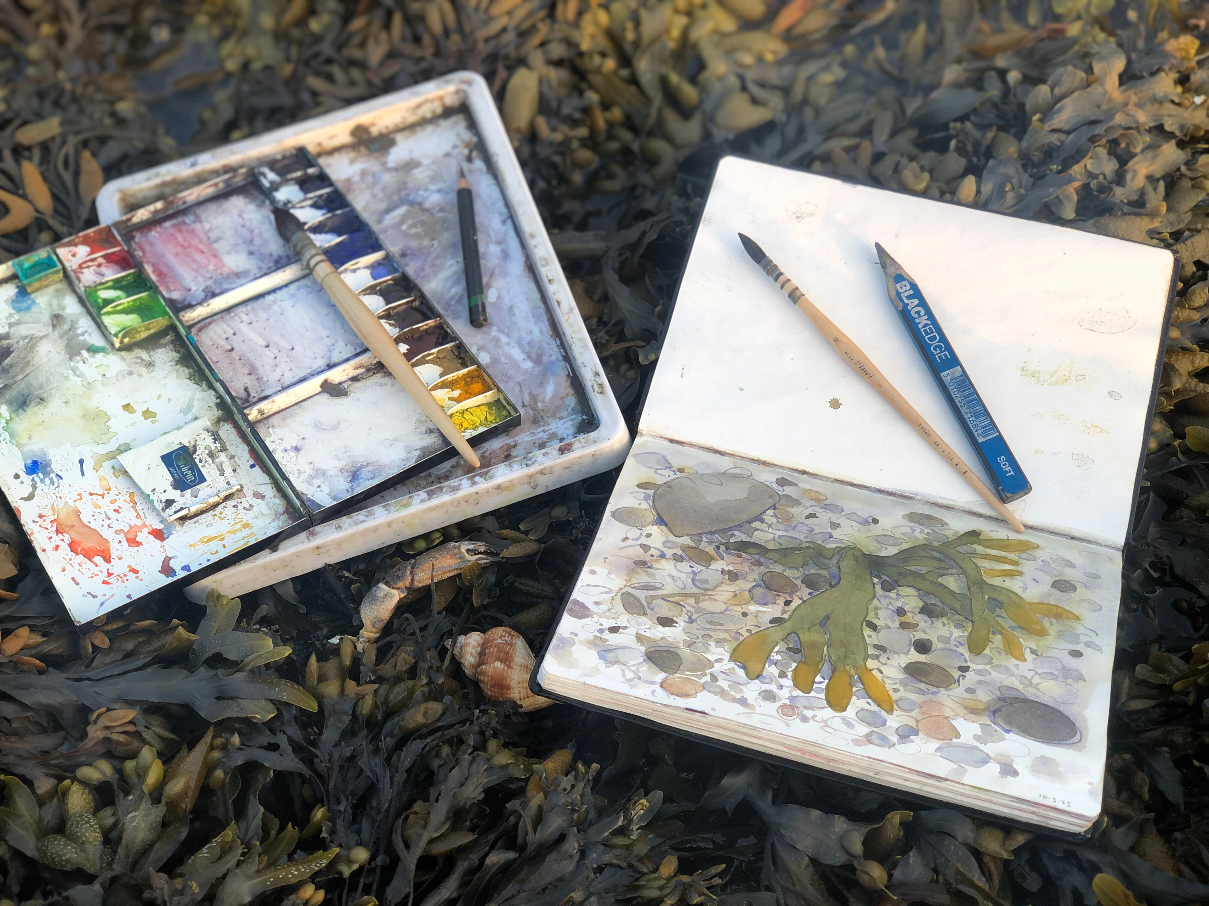 Seaweeds study, plein air watercolour, North Devon shore, 2025