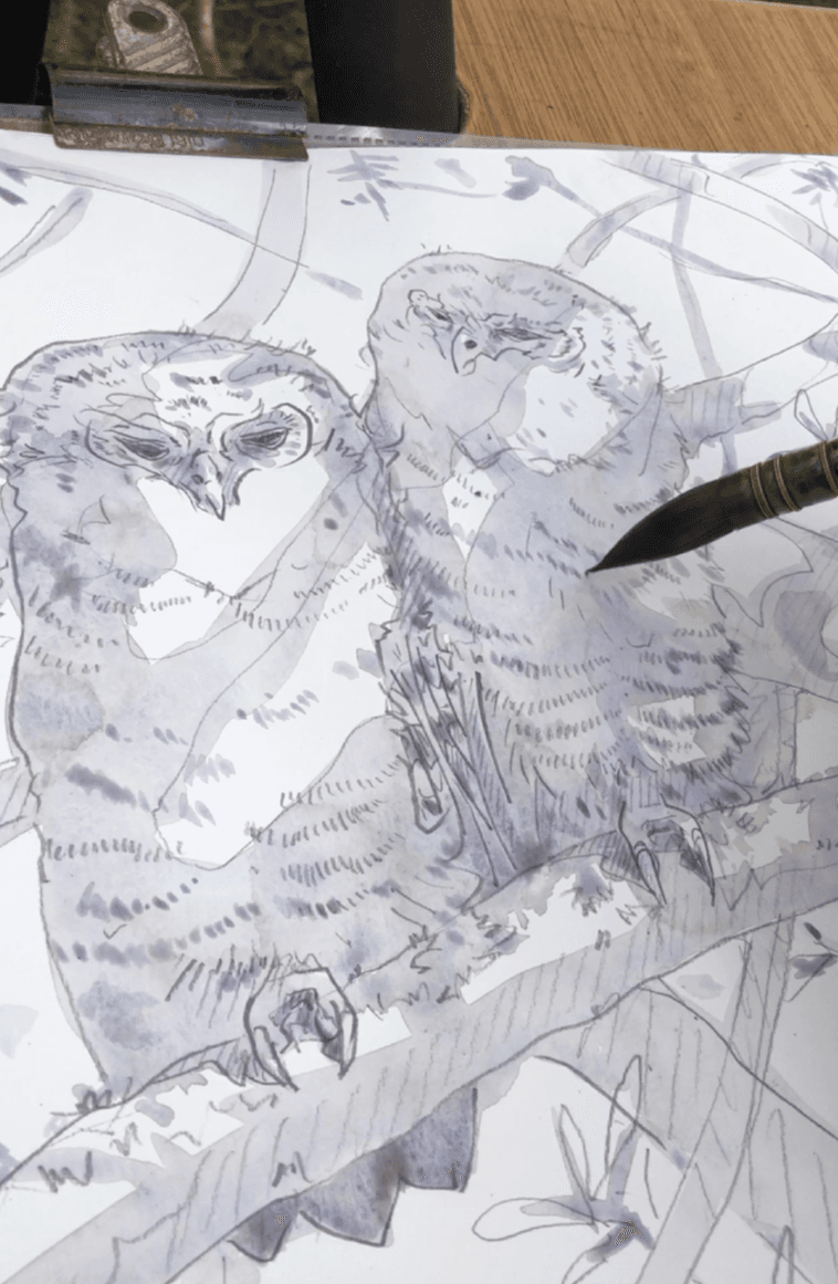 Tawny owl chicks watercolour painted from life, North Devon, 2021