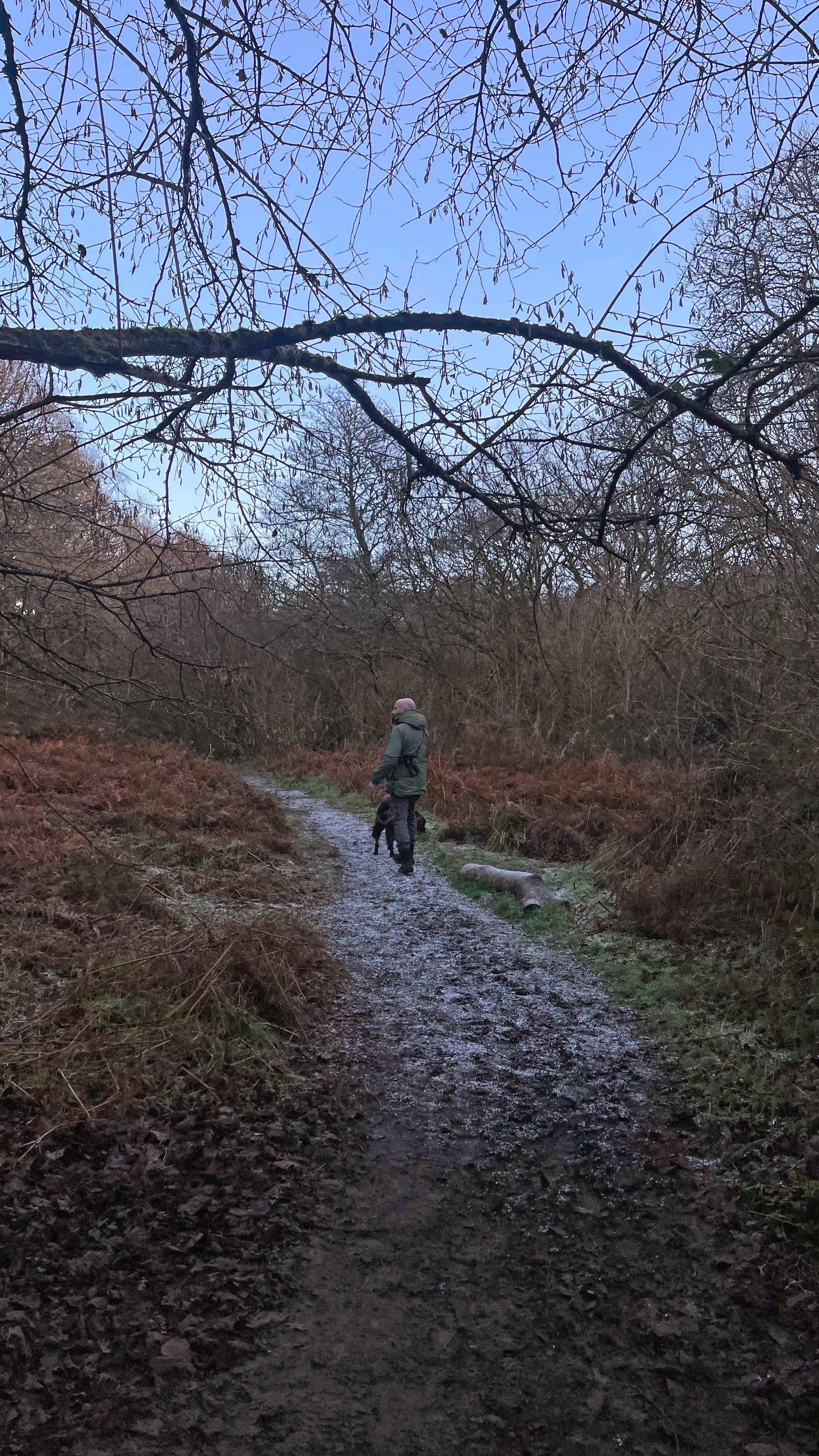Woodland path in North Devon